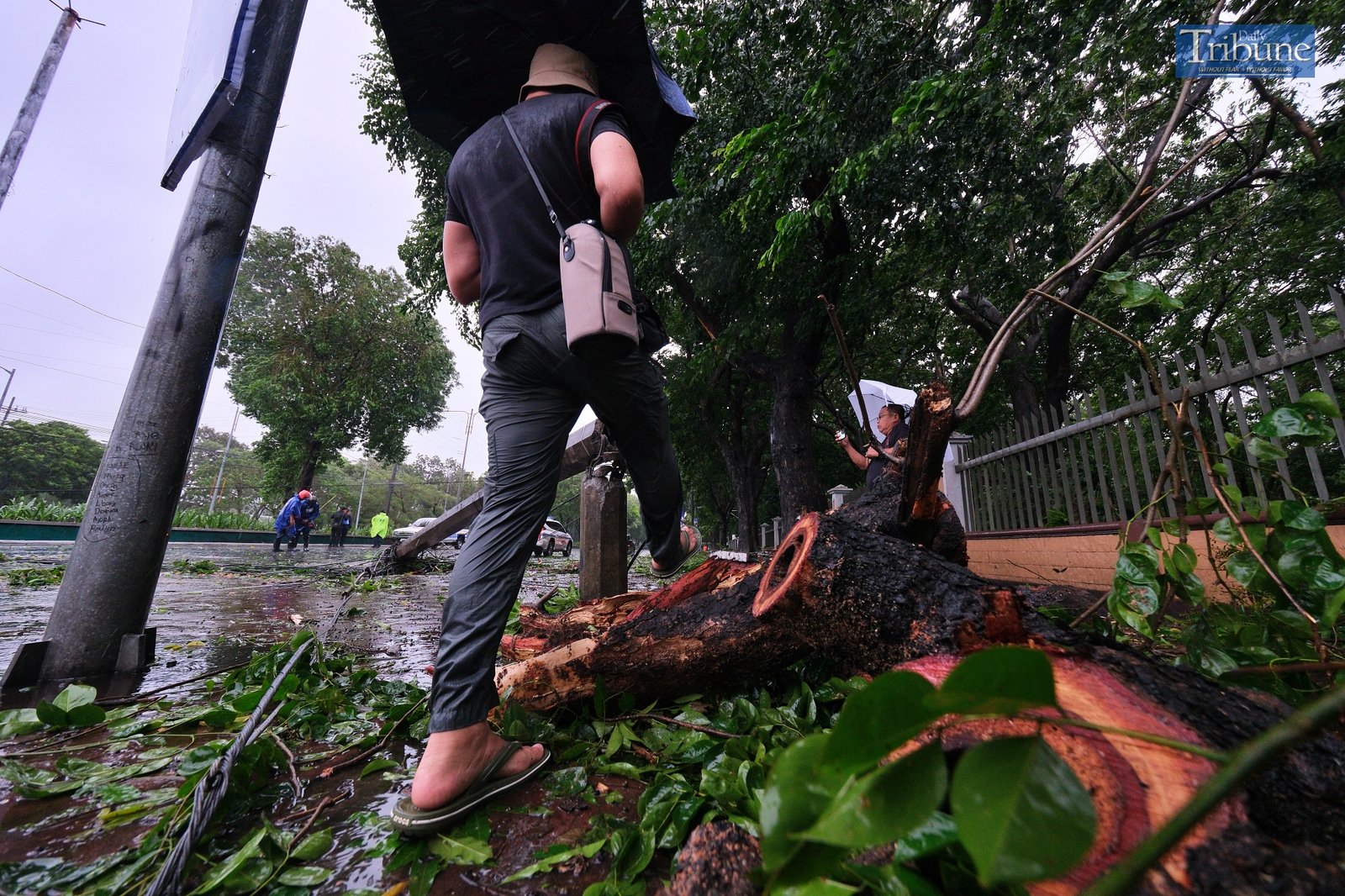 TRIBUNE-fallentree